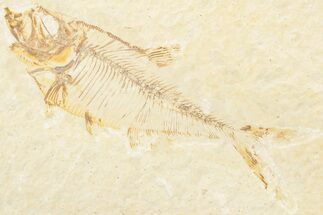 Fossil Fish (Diplomystus) - Green River Formation #217646
