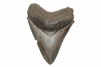 Serrated, Fossil Megalodon Tooth - South Carolina #208581