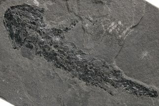 Devonian Lobe-Finned Fish (Osteolepis) Fossil - Scotland #217949