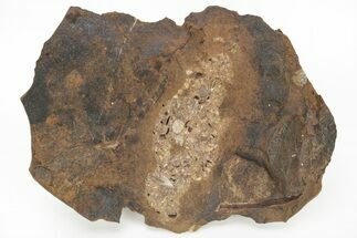 Fossil Ginkgo Leaf & Coproplite - North Dakota #217931