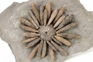 Jurassic Club Urchin (Gymnocidaris) - Boulemane, Morocco #217845