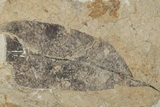Fossil Leaf - Green River Formation, Utah #218095