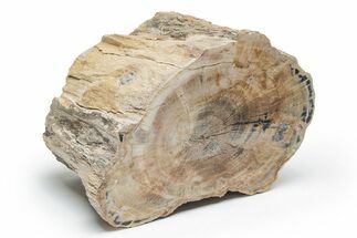 Petrified Wood (Schinoxylon) Limb - Blue Forest, Wyoming #218200