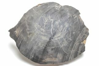 Bargain, Petrified Wood Round - Iowa? #218352
