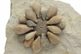 Jurassic Club Urchin (Asterocidaris) - Boulemane, Morocco #218397