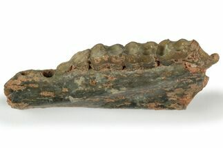Fossil Early Ungulate (Dichobune) Jaw - Quercy, France #218442
