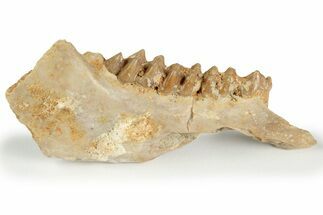 Fossil Early Ungulate (Gelocus?) Jaw - France #218473
