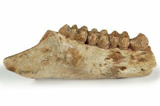 Fossil Early Ungulate Jaw - France #218474