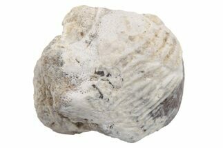 Fossil Crusher Shark (Ptychodus) Tooth - Kansas #218581