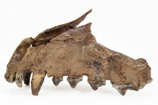 Fossil Mosbach Wolf (Canis) Partial Mandible - France #218721