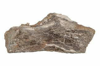 Cretaceous Fossil Turtle (Toxochelys) Shell Bone - Kansas #218753