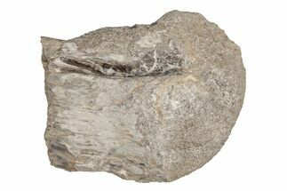 Cretaceous Fossil Turtle (Toxochelys) Leg Bone - Kansas #218762