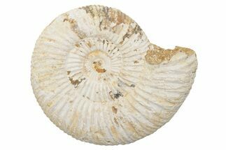 Jurassic Ammonite (Perisphinctes) Fossil - Madagascar #218864