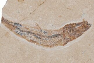 Bargain, Cretaceous Fossil Fish - Lebanon #218814