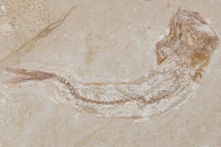 Bargain, Cretaceous Fossil Fish - Lebanon #218816