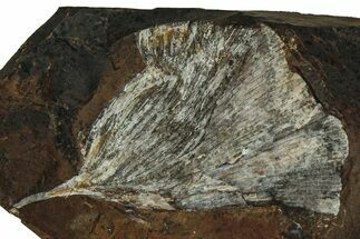 Fossil Ginkgo Leaf From North Dakota - Paleocene #215497