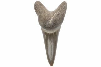 Fossil Ginsu Shark (Cretoxyrhina) Tooth - Kansas #219168