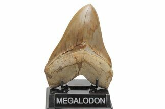 Fossil Megalodon Tooth - Killer Indonesian Meg #219305