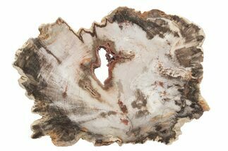 Petrified Wood (Beech) Slab - Deschutes River, Oregon #219324