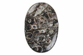 Polished Fossil Turritella Agate Cabochon - Wyoming #219229