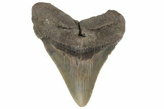 Fossil Megalodon Tooth - North Carolina #219366