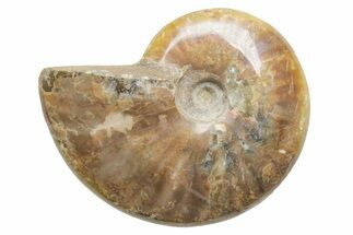 Polished Cretaceous Ammonite (Cleoniceras) Fossil - Madagascar #216067