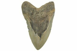 Bargain, Fossil Megalodon Tooth - North Carolina #219484