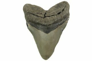 Serrated, Fossil Megalodon Tooth - North Carolina #219493