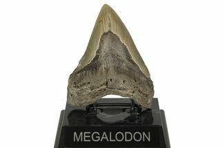 Serrated, Fossil Megalodon Tooth - North Carolina #219498