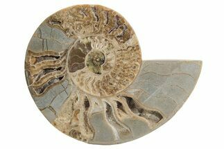 Choffaticeras (Daisy Flower) Ammonite Half - Madagascar #216930