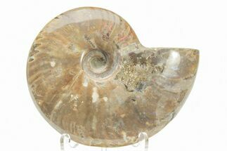 Polished Cretaceous Ammonite (Cleoniceras) Fossil - Madagascar #216041