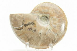 Polished Cretaceous Ammonite (Cleoniceras) Fossil - Madagascar #216048