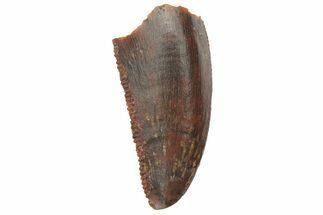 Serrated, Raptor Tooth - Real Dinosaur Tooth #219610