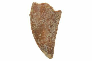 Serrated, Raptor Tooth - Real Dinosaur Tooth #219624