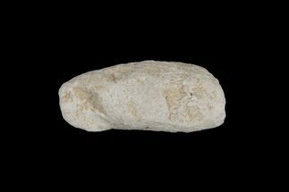 Cretaceous Fish Coprolite (Fossil Poop) - Kansas #216473