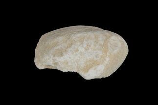 Cretaceous Fish Coprolite (Fossil Poop) - Kansas #216474