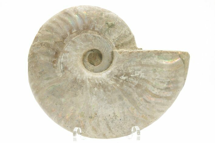 Rainbow Ammonite Fossils For Sale - Naturally Iridescent