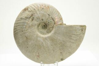 Silver Iridescent Ammonite (Cleoniceras) Fossil - Madagascar #219581
