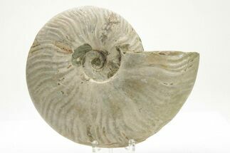 Silver Iridescent Ammonite (Cleoniceras) Fossil - Madagascar #219582