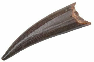 Fossil Fish Fang (Aidachar) - Kem Kem Beds, Morocco #219714