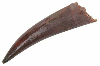 Fossil Fish Fang (Aidachar) - Kem Kem Beds, Morocco #219720