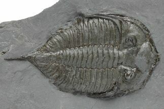 Dalmanites Trilobite Fossil - New York #219900
