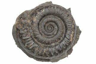 Jurassic Fossil Ammonite (Peronoceras) - United Kingdom #219972