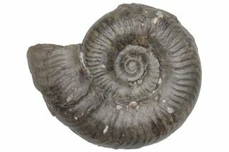 Jurassic Fossil Ammonite (Grammoceras) - United Kingdom #219980