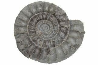 Jurassic Fossil Ammonite (Eugassiceras) - United Kingdom #219984