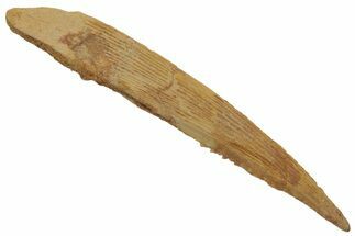 Fossil Shark (Hybodus) Dorsal Spine - Kem Kem Beds, Morocco #220028