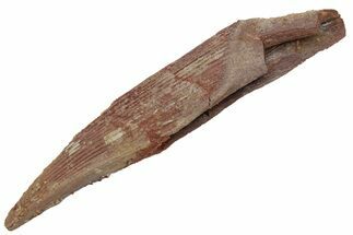 Fossil Shark (Hybodus) Dorsal Spine - Kem Kem Beds, Morocco #220029