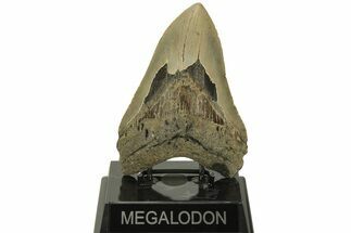 Fossil Megalodon Tooth - North Carolina #219937