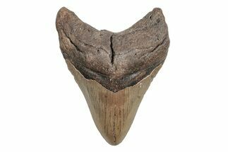 Fossil Megalodon Tooth - North Carolina #219960