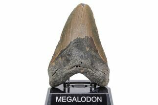 Huge, Fossil Megalodon Tooth - North Carolina #219981
